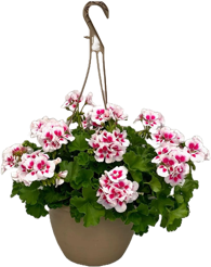 Geranium Hanging Basket