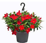 Geranium Hanging Basket