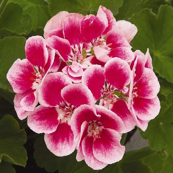 Pink Parfait Geranium