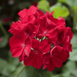 Red Geranium