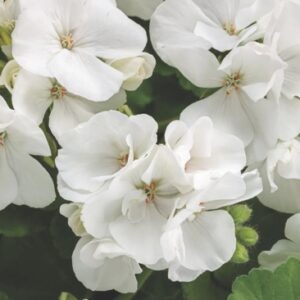 White Geranium